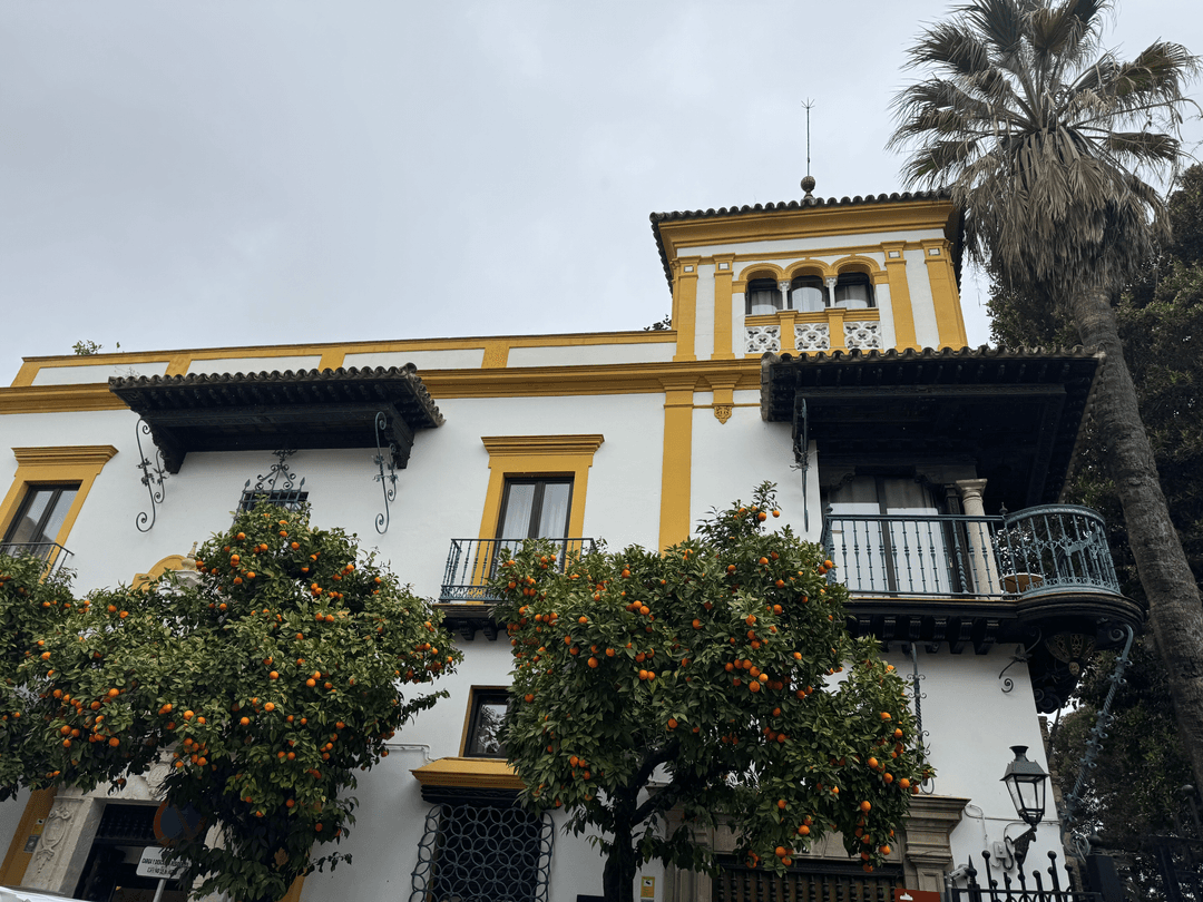 sevilla oranges